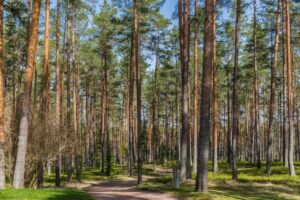 Will the circle be unbroken? The climate mitigation and sustainable ...